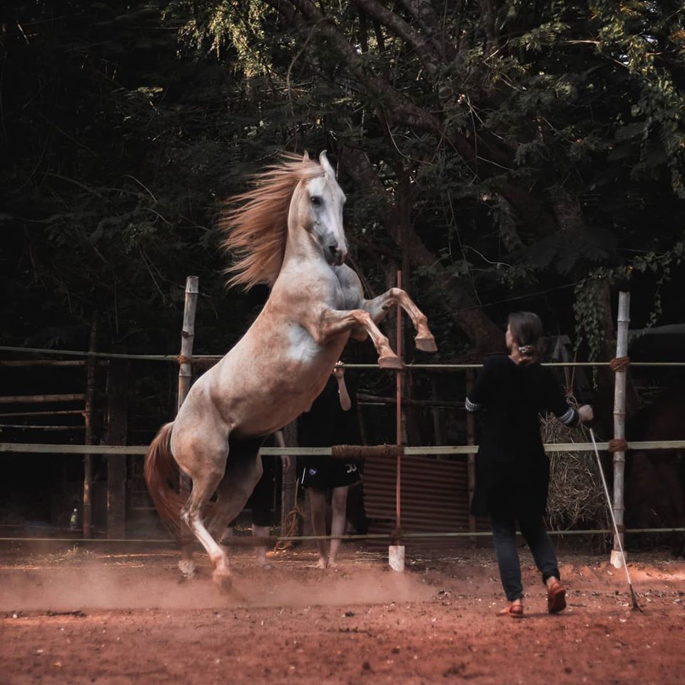 Read more about the article In Sync With Horses: Natural Horsemanship