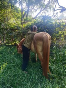 Horse-Assisted Therapy