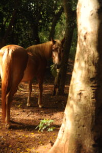 Flamie in the forrest
