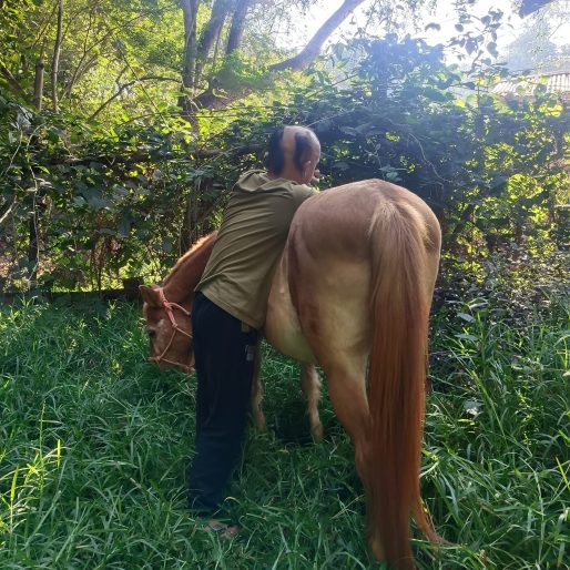 Equine-Assisted Therpy